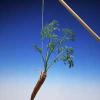carrotonstring.jpg