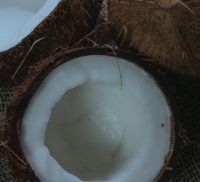 Coconut.jpg