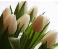Lillies.jpg Lillies.jpg